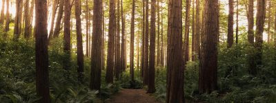 pexels-lastly-572688