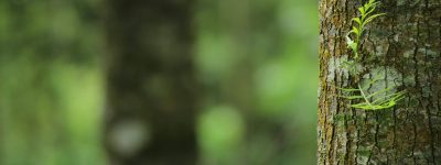 pexels-mahima-518693-1250260